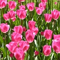 Tulipes